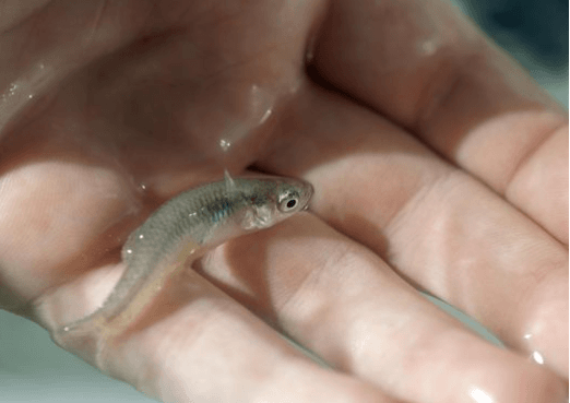 mosquitofish