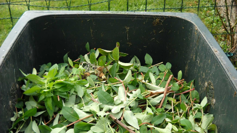 Trimmed tree or shrub branches in a waste container