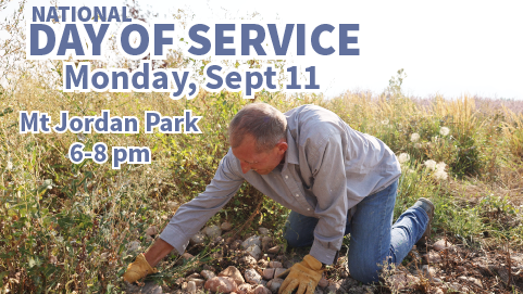 Man weeding a garden